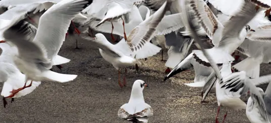Ik wens je veel personeel!